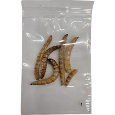 【現貨】 蟲乾試吃包 大麥蟲乾 麵包蟲乾 超級麵包蟲 刺蝟 倉鼠 寵物鼠 蜜袋鼯 爬蟲類 蜥蜴 鳥類 觀賞魚 兩棲爬蟲-規格圖4