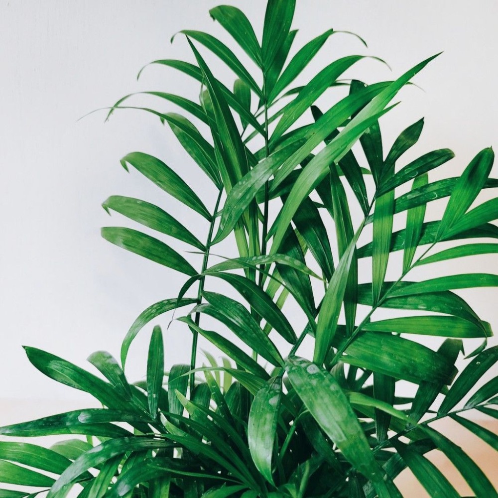 袖珍椰子 室內觀賞植物綠化盆栽植栽 水泥盆-細節圖2