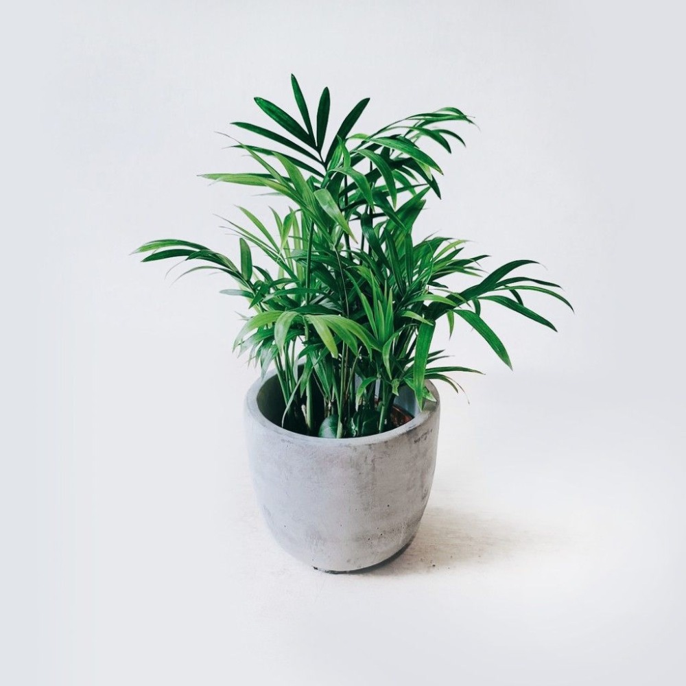 袖珍椰子 室內觀賞植物綠化盆栽植栽 水泥盆-細節圖3