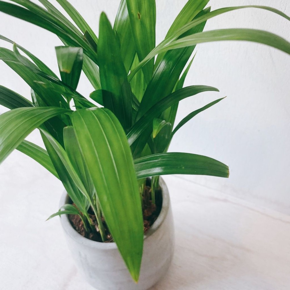 黃椰子 室內觀賞植物綠化盆栽植栽 水泥盆-細節圖2