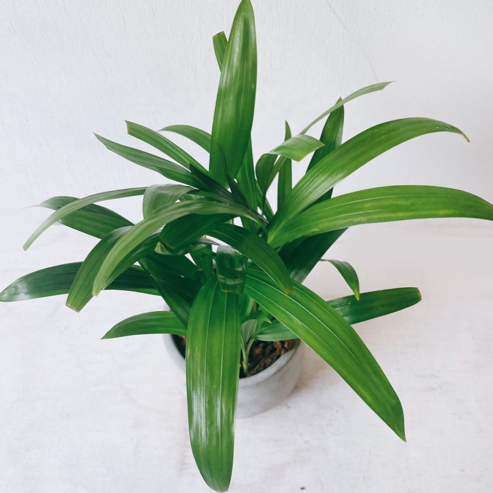 黃椰子 室內觀賞植物綠化盆栽植栽 水泥盆-細節圖3