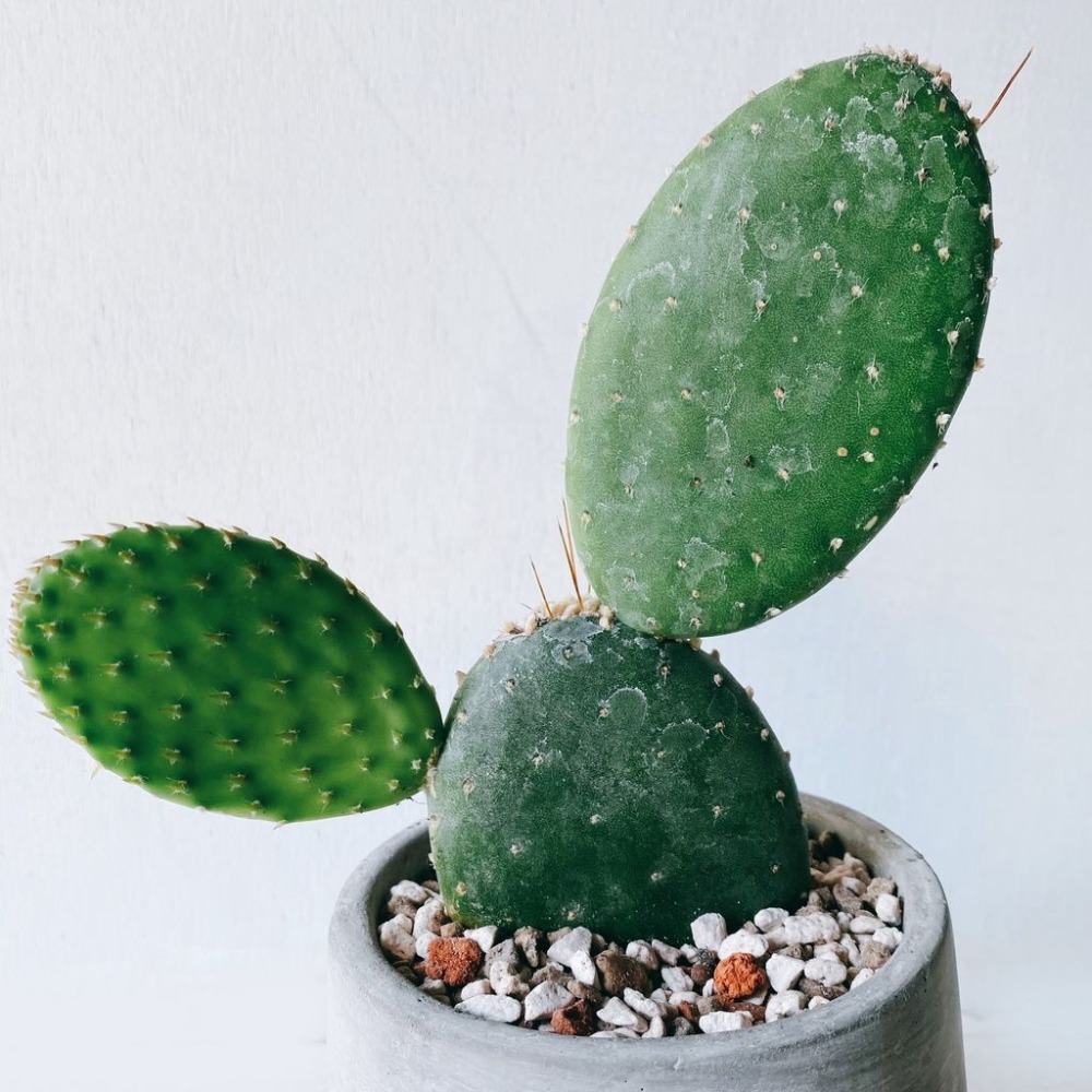 圓扇仙人掌 室內觀賞植物多肉綠化盆栽植栽 水泥盆-細節圖3