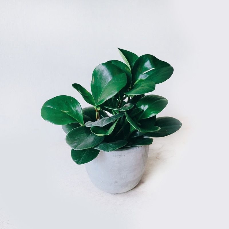 圓葉椒草 室內觀賞植物綠化盆栽植栽 水泥盆 *貓咪友善-細節圖3