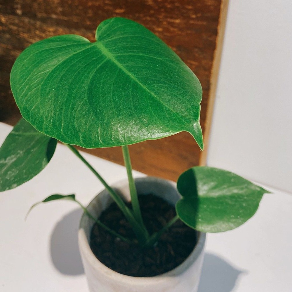 龜背芋 室內觀賞植物綠化盆栽植栽 水泥盆-細節圖2