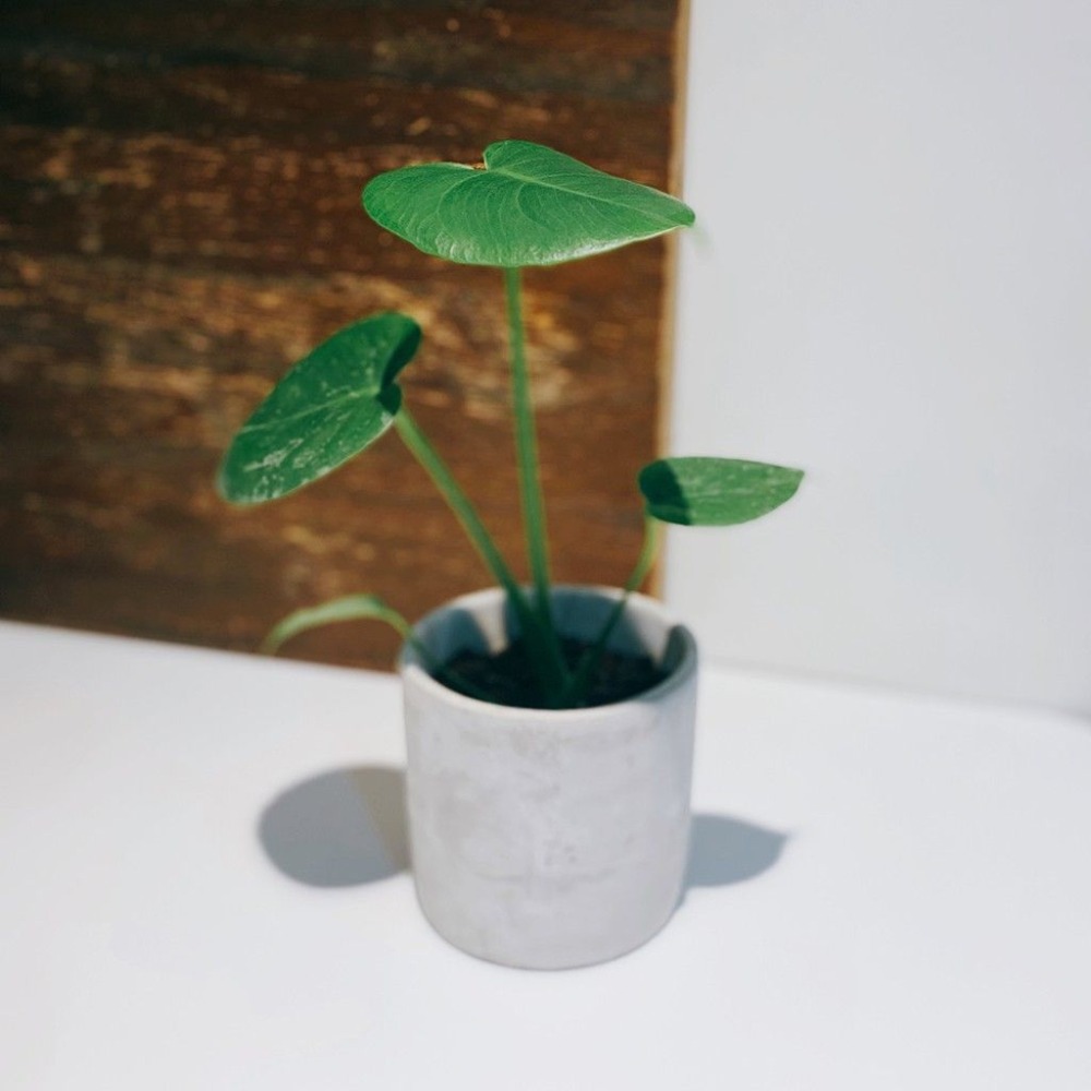 龜背芋 室內觀賞植物綠化盆栽植栽 水泥盆-細節圖3