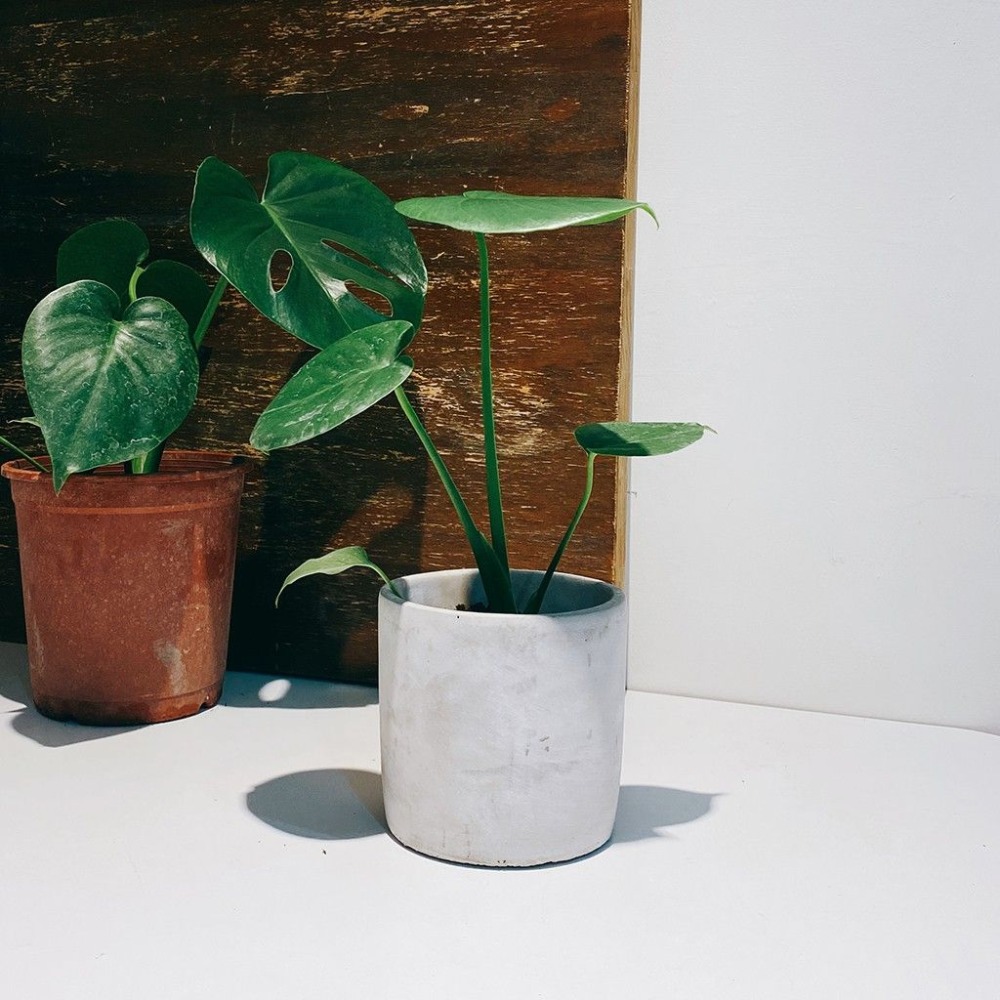 龜背芋 室內觀賞植物綠化盆栽植栽 水泥盆-細節圖4