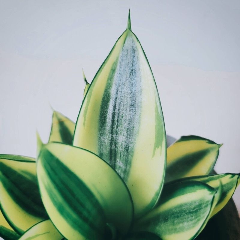 哈尼虎尾蘭 黃金虎尾蘭 室內觀賞植物綠化盆栽植栽 水泥盆-細節圖2