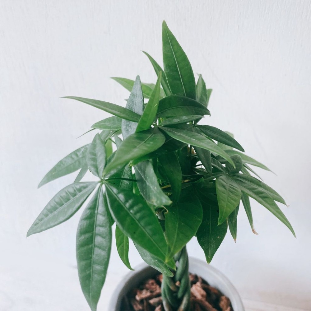 馬拉巴栗 發財樹 室內觀賞植物綠化盆栽植栽 水泥盆-細節圖2