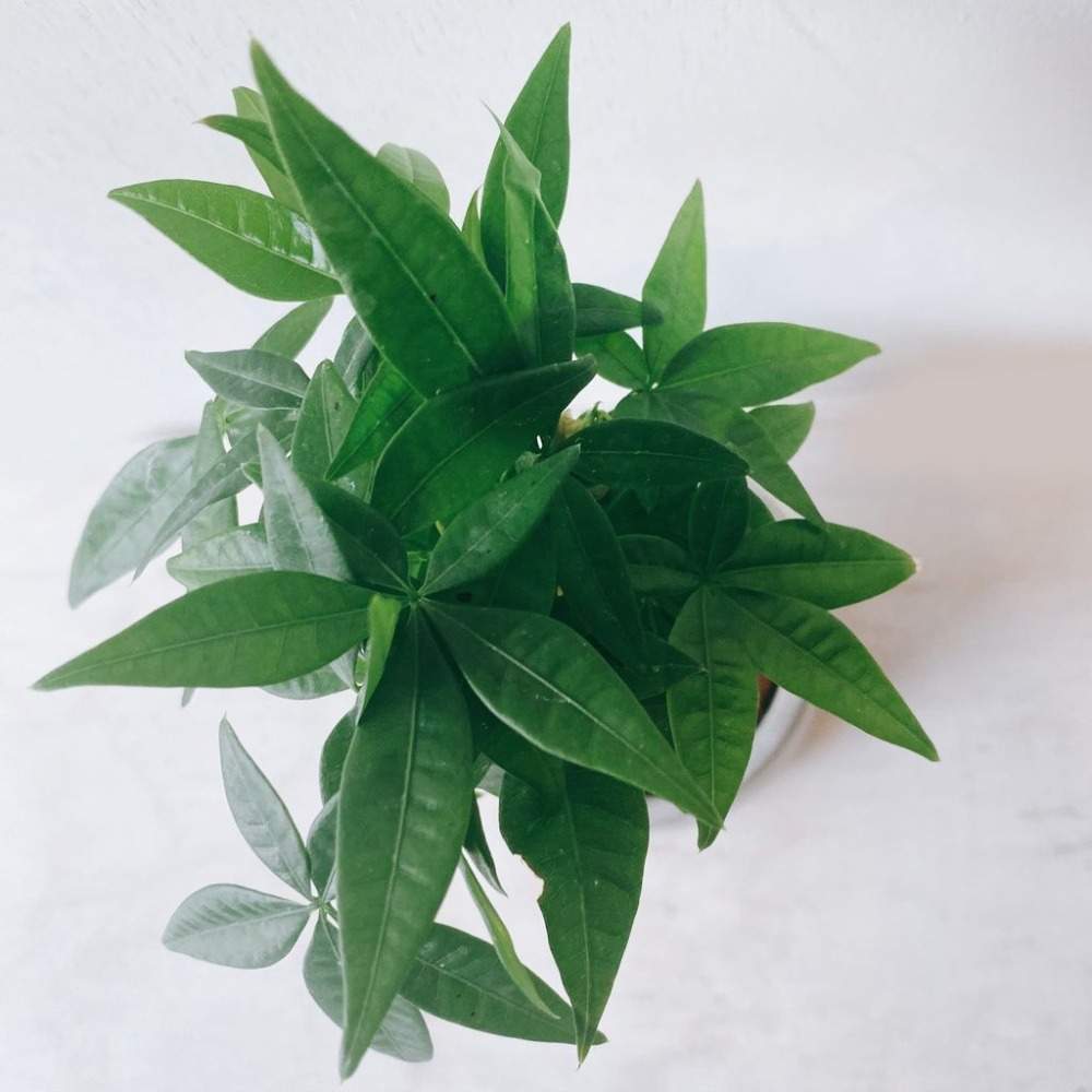 馬拉巴栗 發財樹 室內觀賞植物綠化盆栽植栽 水泥盆-細節圖3