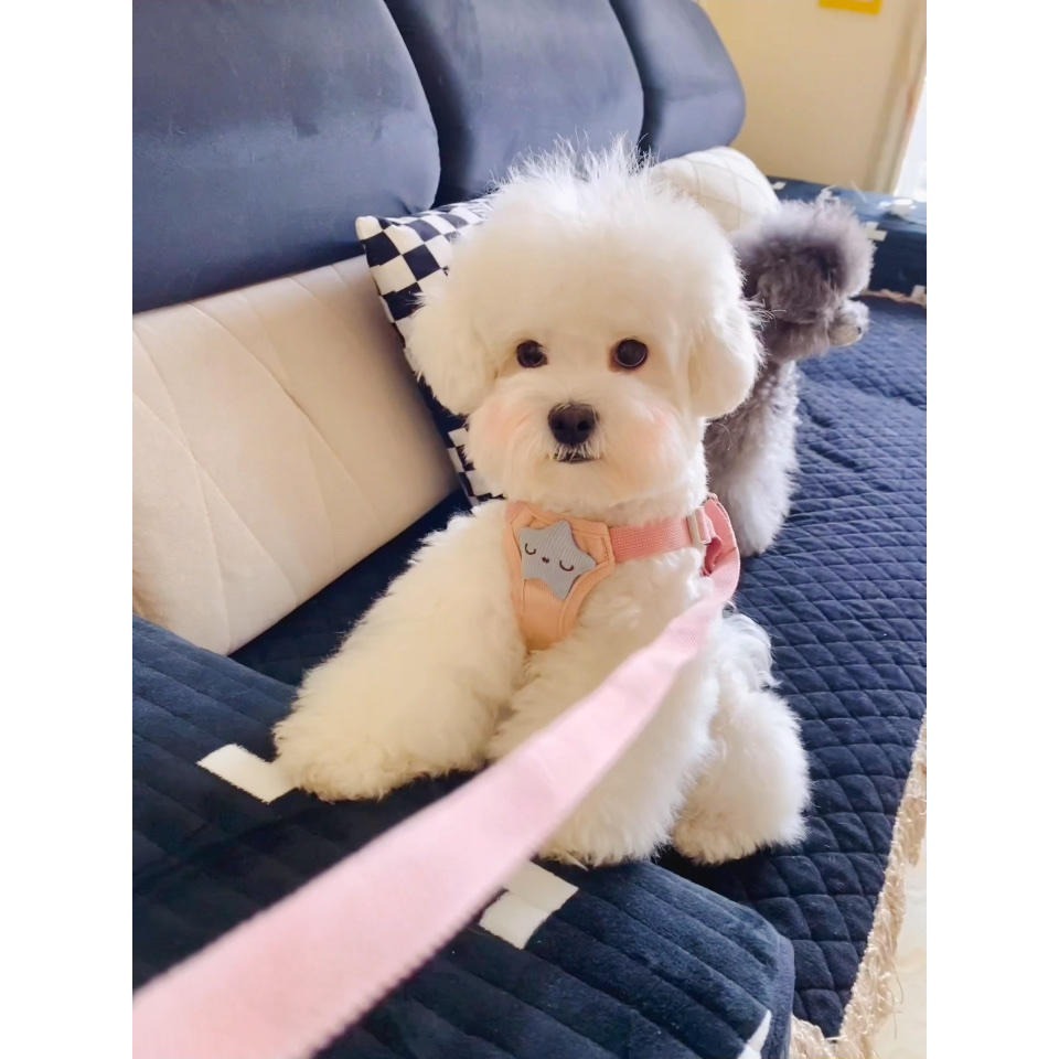 小狗狗牽引繩背心式遛狗繩子泰迪比熊小型犬胸揹帶外出狗鏈子寵物-細節圖2