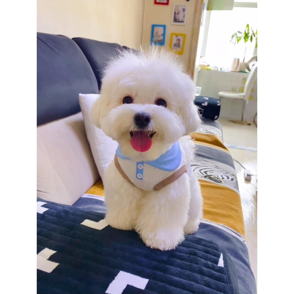 夏季薄款寵物翻領T恤狗狗衣服泰迪比熊博美小型犬貓咪約克夏貴賓-細節圖2