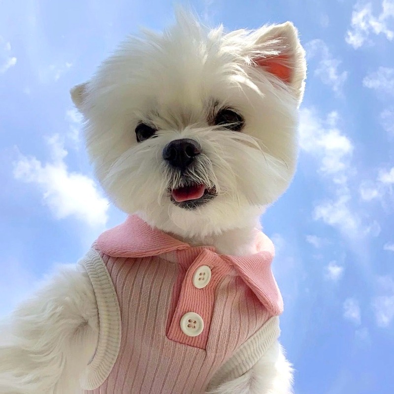 夏季薄款寵物翻領T恤狗狗衣服泰迪比熊博美小型犬貓咪約克夏貴賓-細節圖4