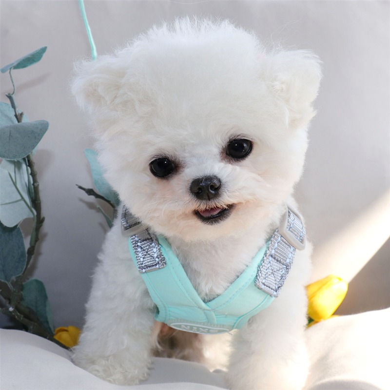 狗狗牽引繩泰迪胸揹帶中型小型犬遛狗繩子比熊小狗狗背心式狗鏈子-細節圖5