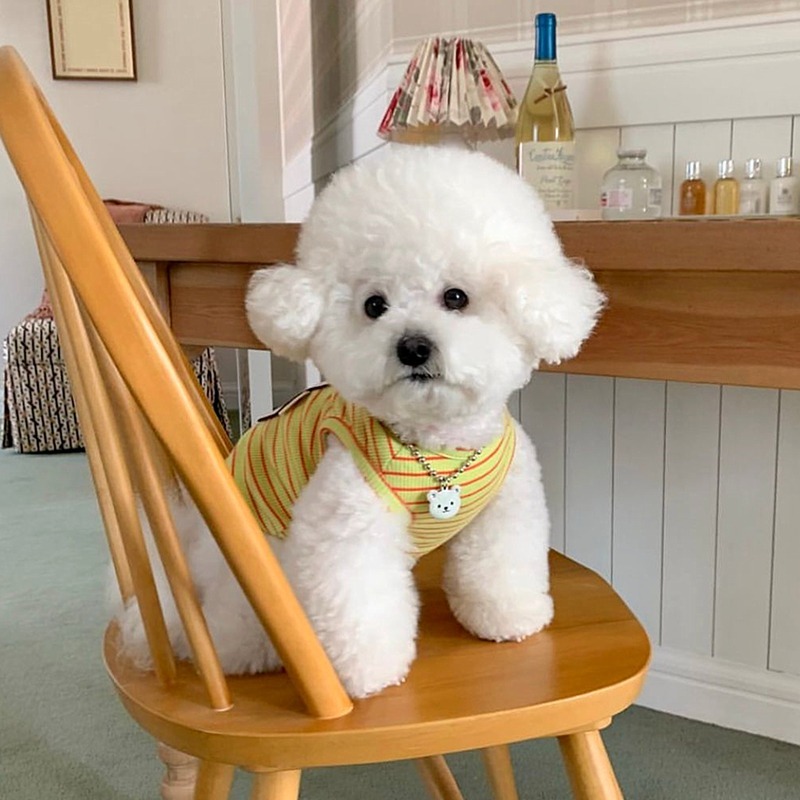 夏季薄款寵物背心夏天清涼狗狗衣服泰迪比熊博美雪納瑞約克夏貓咪-細節圖2