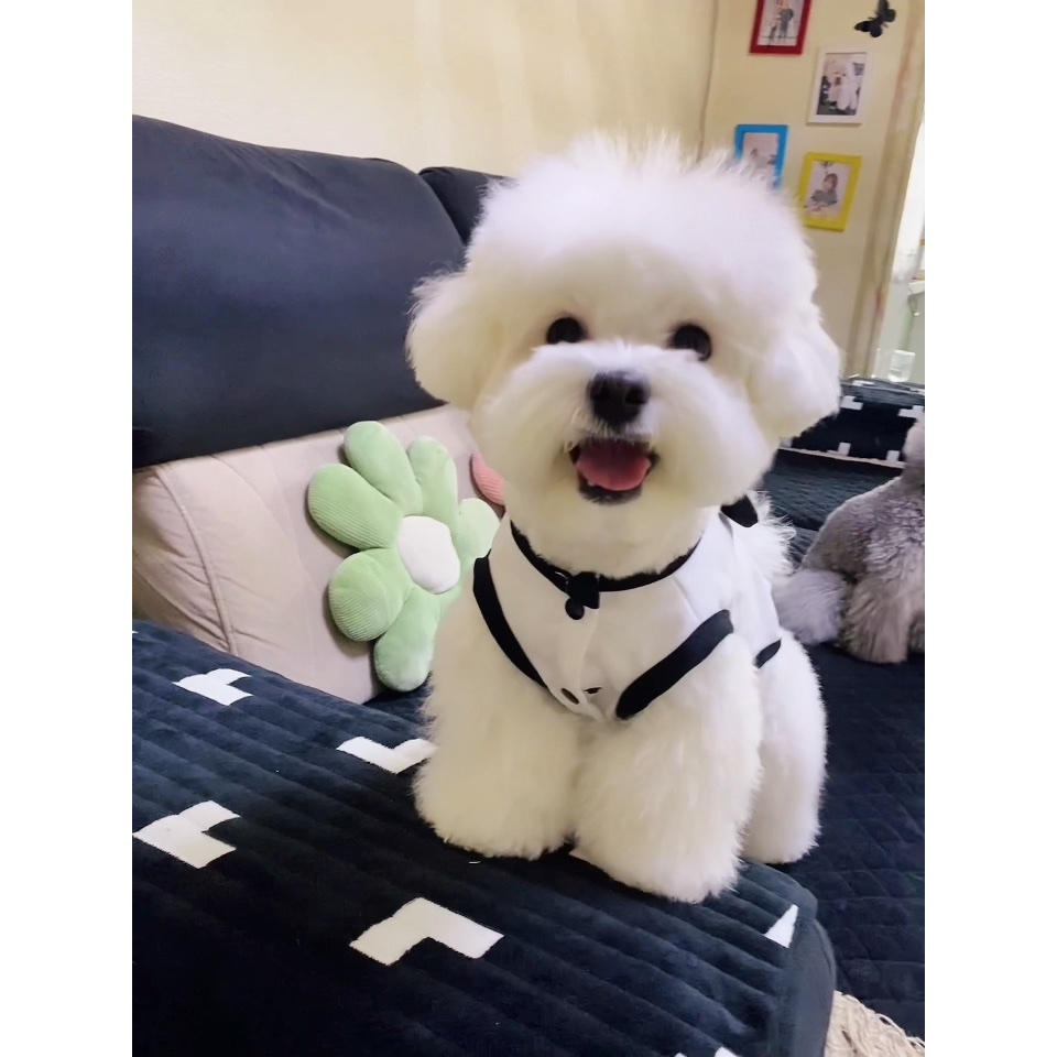 夏季薄款寵物背心夏天清涼狗狗衣服泰迪比熊博美雪納瑞約克夏貓咪-細節圖2