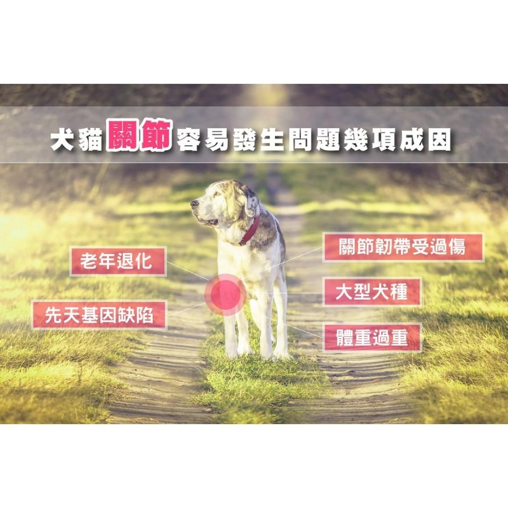 【MIGO寵物柑仔店】日本共立製藥 貝節益 膠囊 100粒 綠貽貝/寵物關節保養 綠唇貽貝 關節-細節圖2
