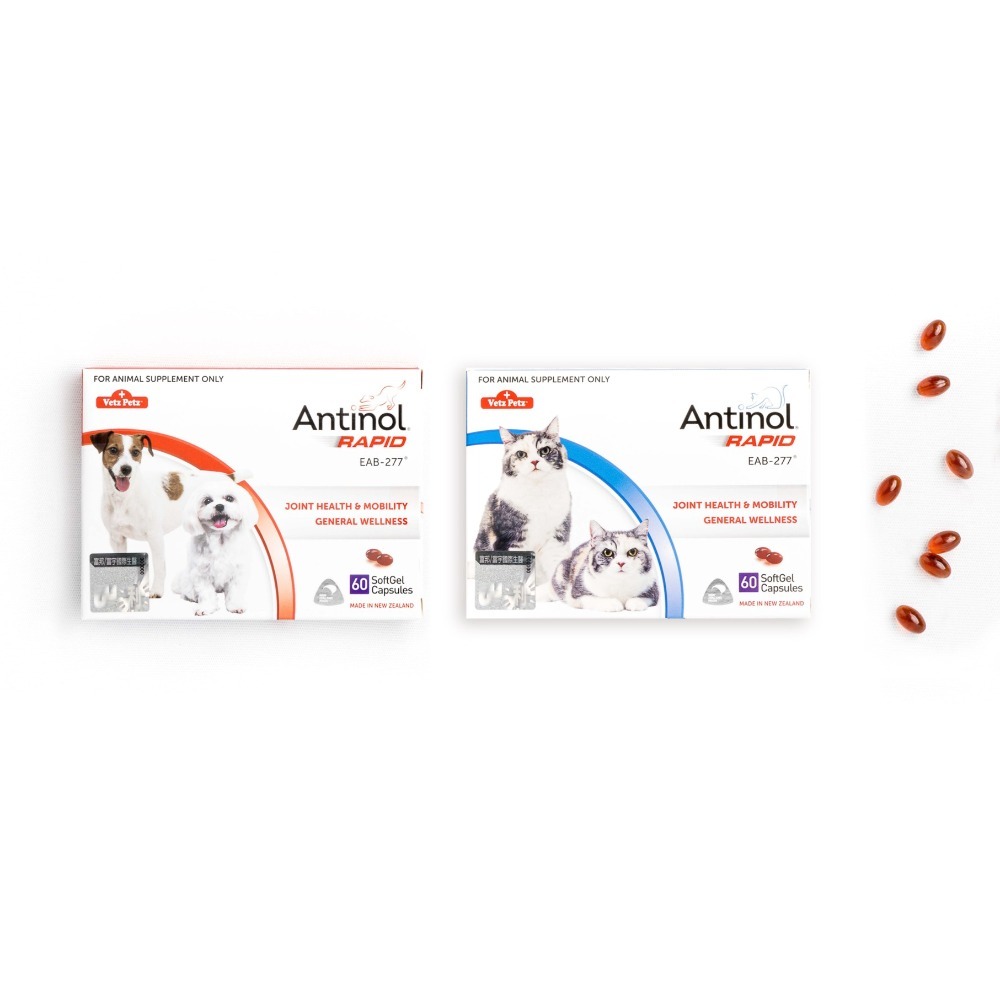 免運!!快速出貨【MIGO寵物柑仔店】Antinol 安適得 酷版 60錠 犬貓適用 綠唇貽貝 關節保養-規格圖5