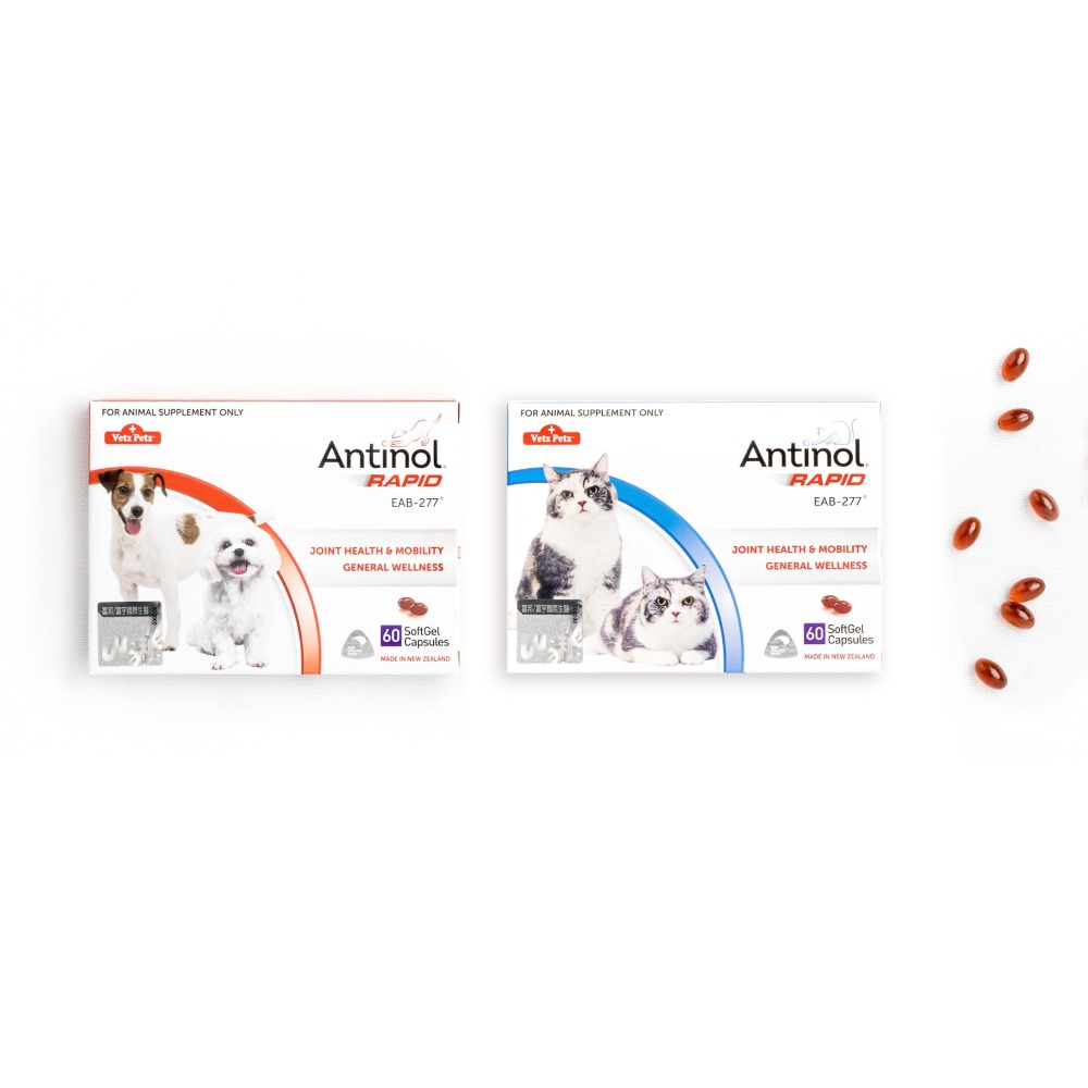免運!!快速出貨【MIGO寵物柑仔店】Antinol 安適得 酷版 60錠 犬貓適用 綠唇貽貝 關節保養-規格圖5
