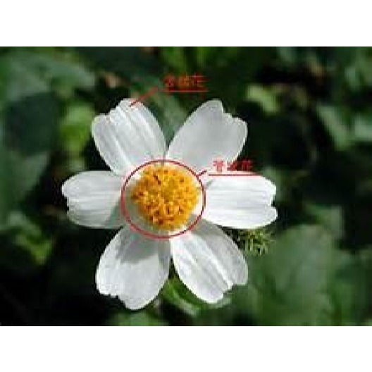 咸豐草蜜(400g)-細節圖3