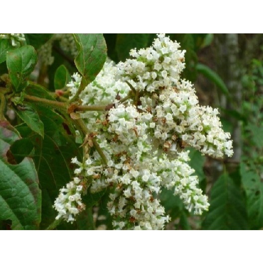 紅柴蜜(1800g)-細節圖2