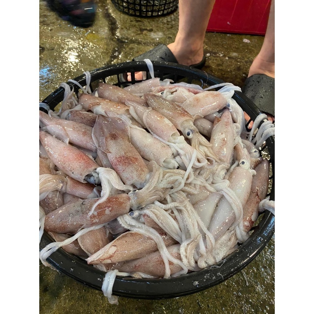 台灣在地※現流急凍【透抽中管】20-25cm(6尾/1台斤±5%/包) 【小卷小管】8-15cm(1公斤±5%/包)-細節圖4