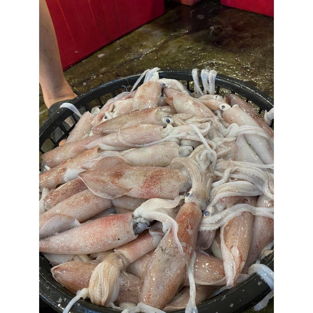 台灣在地※現流急凍【透抽中管】20-25cm(6尾/1台斤±5%/包) 【小卷小管】8-15cm(1公斤±5%/包)-細節圖5