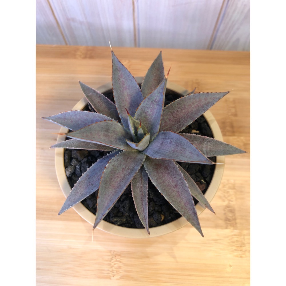 心魔5號（側芽）+盆｜植物｜植栽｜盆栽｜花盆｜-細節圖2