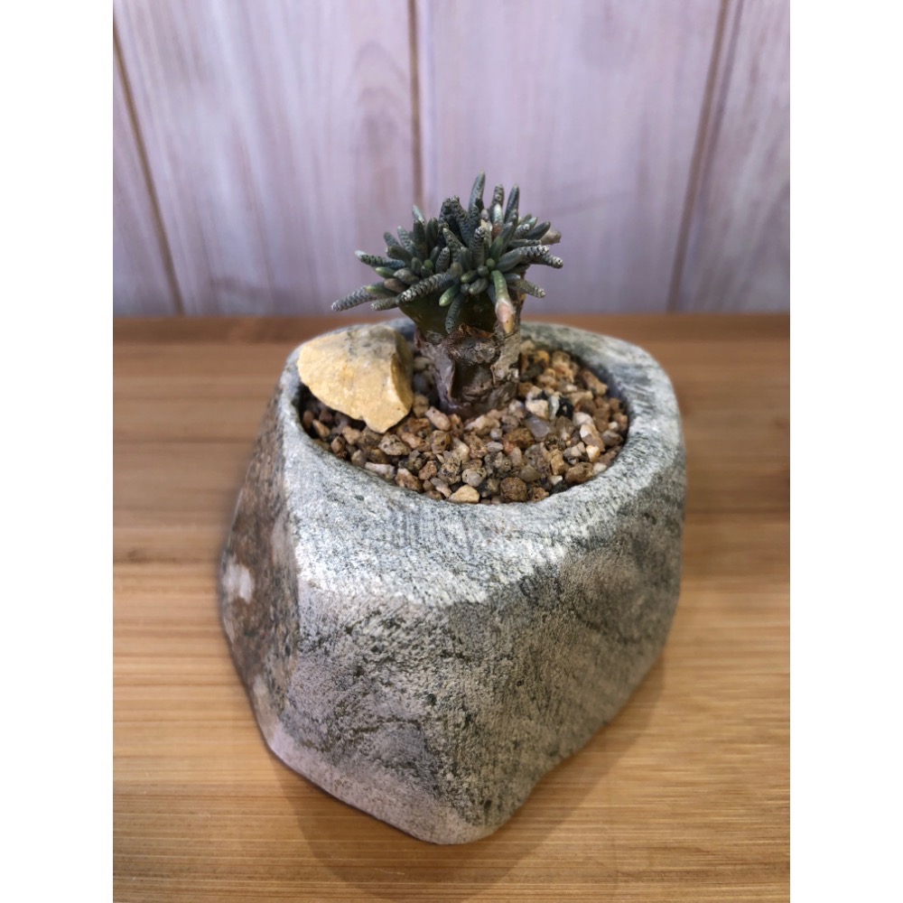 韌瑾+石頭盆｜植物｜植栽｜盆栽｜花盆｜-細節圖2