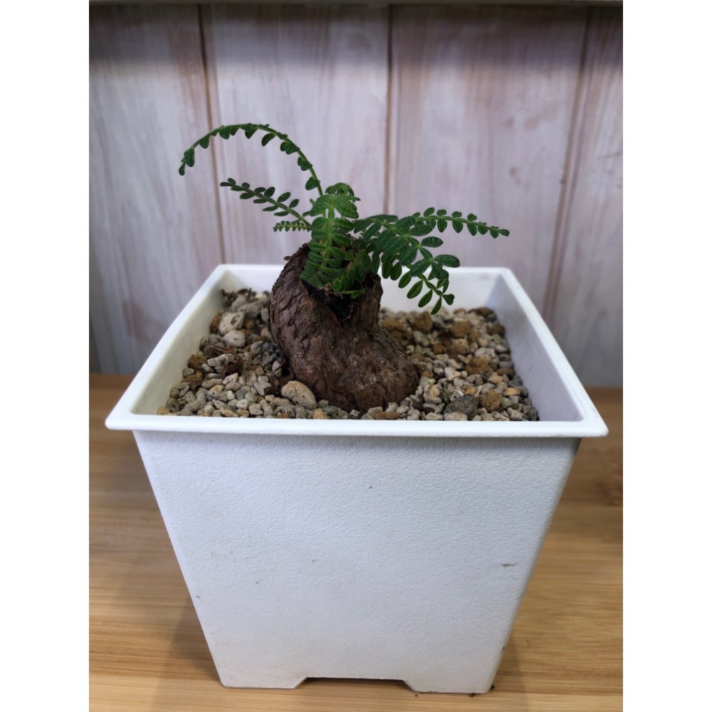 織冠漆樹+盆｜植物｜植栽｜盆栽｜花盆｜-細節圖2