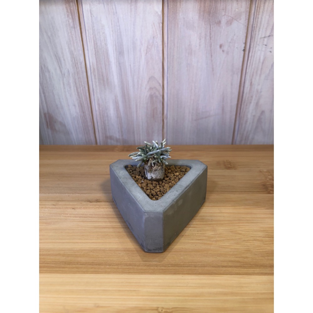 韌錦+水泥盆｜植物｜植栽｜盆栽｜花盆｜-細節圖2