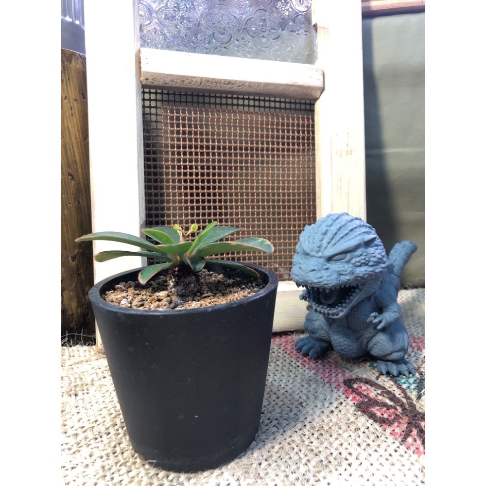 沙漠玫瑰+盆｜植物｜植栽｜盆栽｜花盆｜-細節圖2
