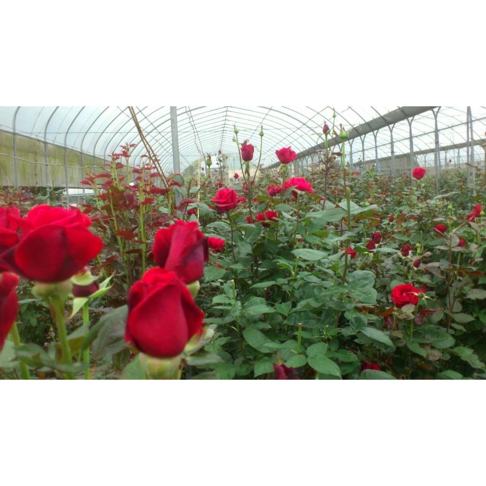 玫瑰多酚禮盒組(2罐)-細節圖3