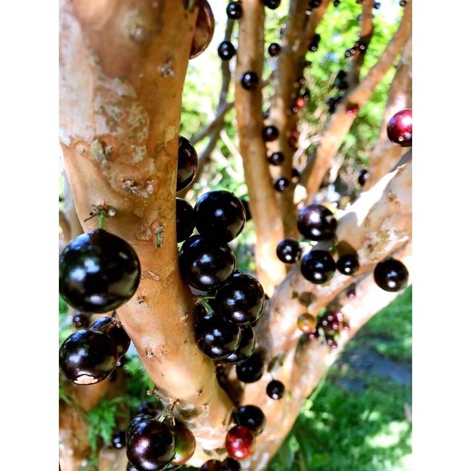 花泉休閒農場-蜜釀樹葡萄醋(調理)300ml-細節圖6