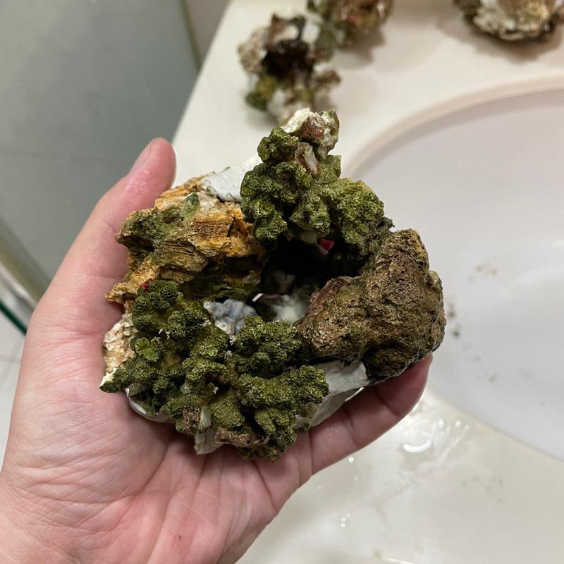 海水魚必備用品，天然活石製作的「海葵窩」海葵屋，小丑魚的家！用天然活石+塑鋼土製成，8-9公分大｜紅茶的海水魚世界-細節圖2