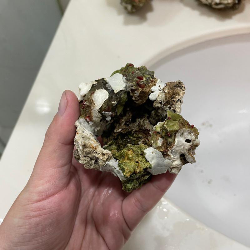 海水魚必備用品，天然活石製作的「海葵窩」海葵屋，小丑魚的家！用天然活石+塑鋼土製成，8-9公分大｜紅茶的海水魚世界-細節圖3