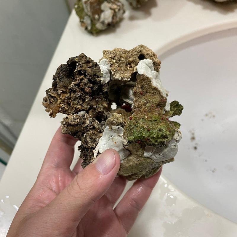 海水魚必備用品，天然活石製作的「海葵窩」海葵屋，小丑魚的家！用天然活石+塑鋼土製成，8-9公分大｜紅茶的海水魚世界-細節圖5