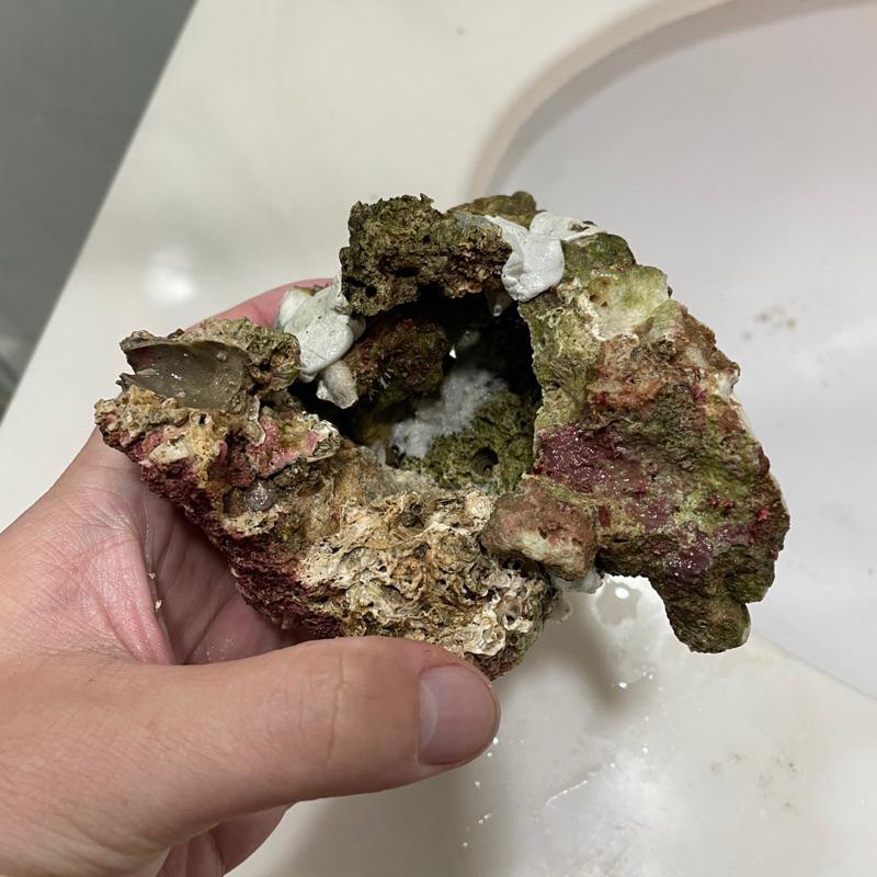 海水魚必備用品，天然活石製作的「海葵窩」海葵屋，小丑魚的家！用天然活石+塑鋼土製成，8-9公分大｜紅茶的海水魚世界-細節圖6