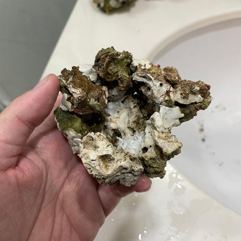 海水魚必備用品，天然活石製作的「海葵窩」海葵屋，小丑魚的家！用天然活石+塑鋼土製成，8-9公分大｜紅茶的海水魚世界-細節圖7