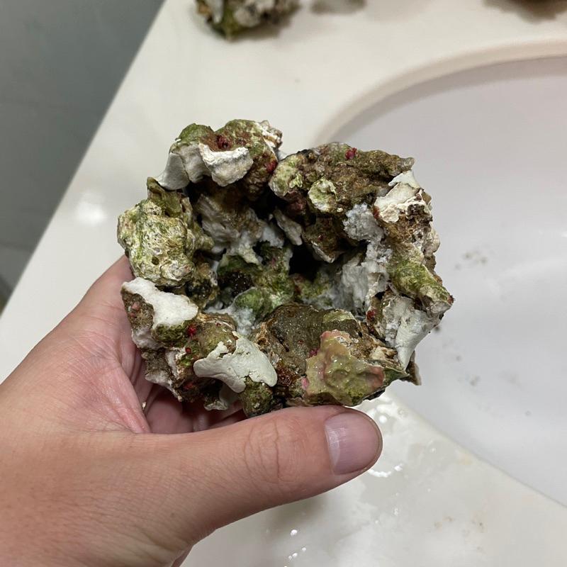 海水魚必備用品，天然活石製作的「海葵窩」海葵屋，小丑魚的家！用天然活石+塑鋼土製成，8-9公分大｜紅茶的海水魚世界-細節圖8
