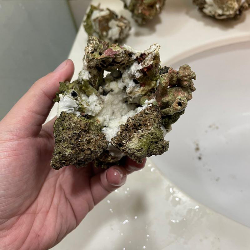 海水魚必備用品，天然活石製作的「海葵窩」海葵屋，小丑魚的家！用天然活石+塑鋼土製成，8-9公分大｜紅茶的海水魚世界-細節圖9