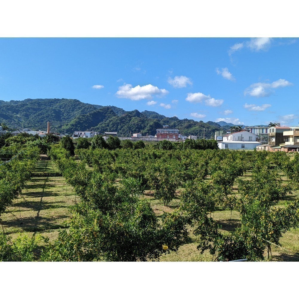 【吉秀紅棗小農】產銷履歷新鮮紅棗  友善石虎 ND無毒驗證 產地直送！-細節圖2