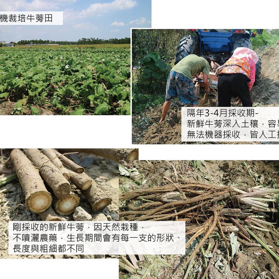 瑪黛牛蒡茶(5公克×40茶包 ) / 200 g袋  三角立體無毒茶包、耐高溫，完整釋放美味-細節圖5
