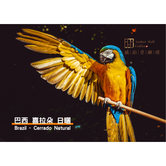 【琥珀堂咖啡】隨手就有好咖啡 濾掛咖啡／掛耳包-細節圖4