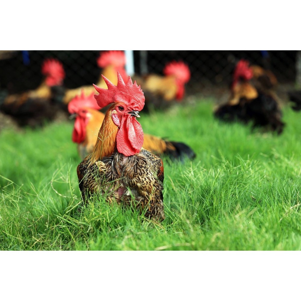 古稻樂埕酒糟雞-全雞-細節圖3