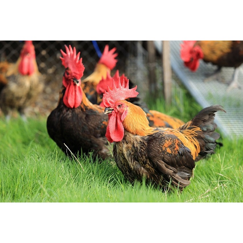 古稻樂埕酒糟雞-半雞-細節圖2