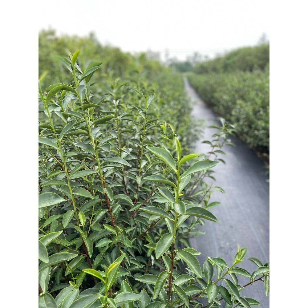 《澎沛》紅玉紅茶黑木耳,900ml-細節圖4