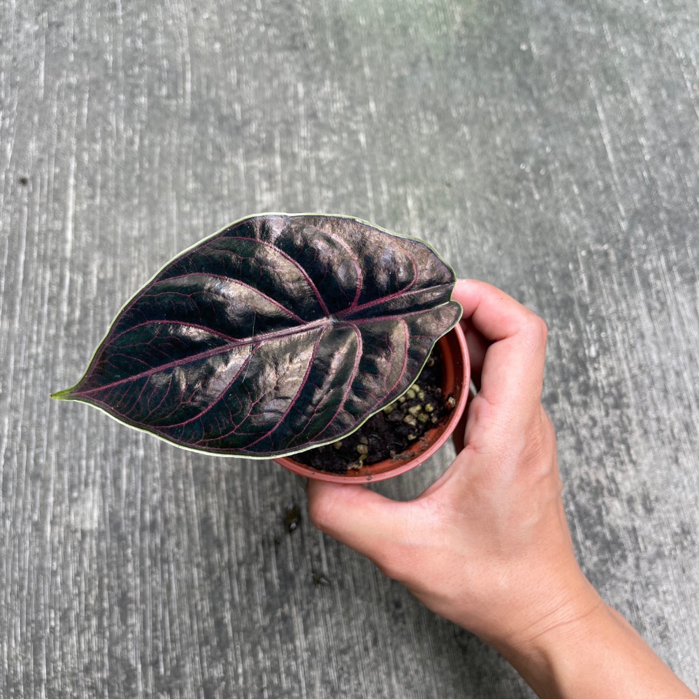 🪴綠植田園🪴汶萊觀音蓮/觀音蓮/3寸盆/觀葉植物-細節圖2