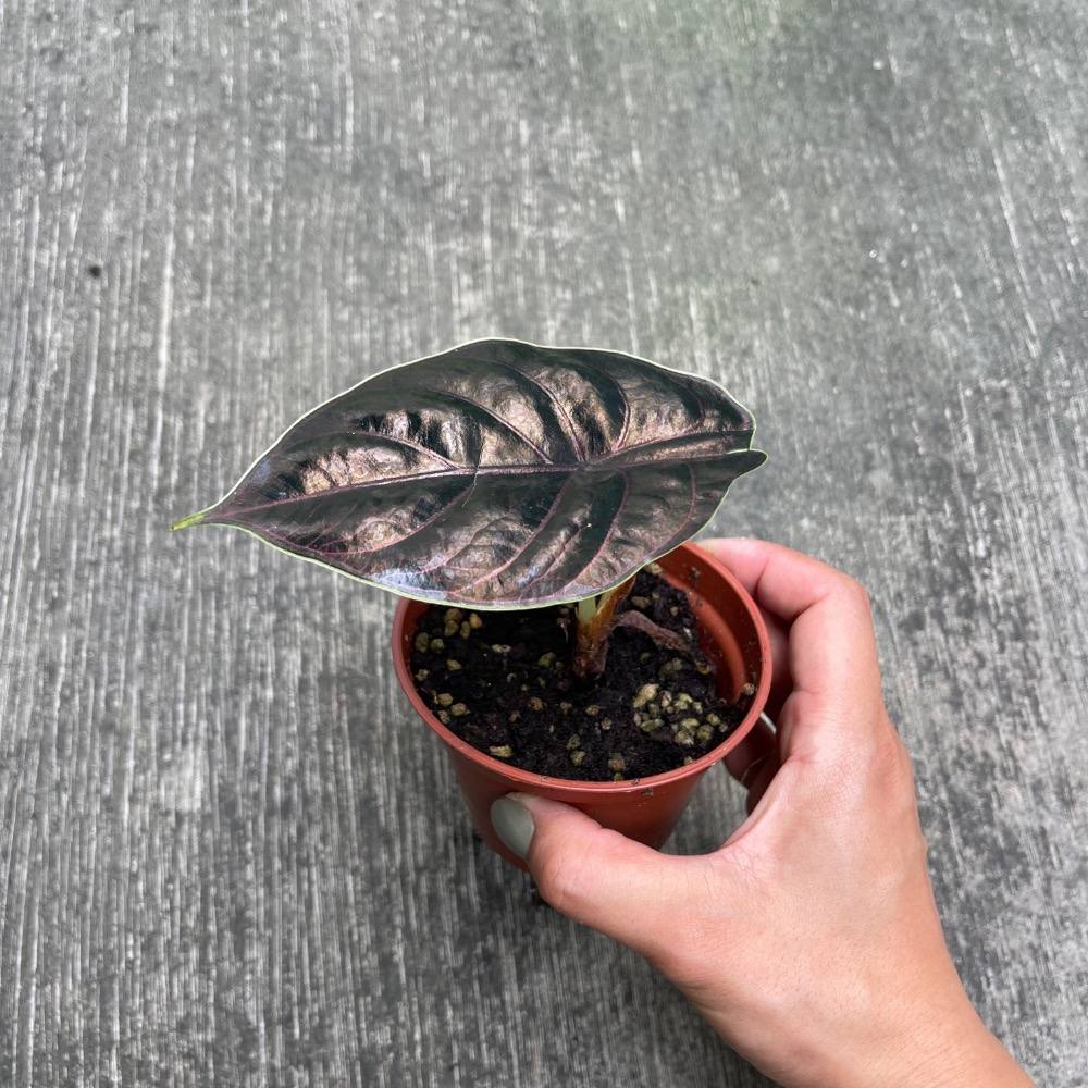 🪴綠植田園🪴汶萊觀音蓮/觀音蓮/3寸盆/觀葉植物-細節圖3