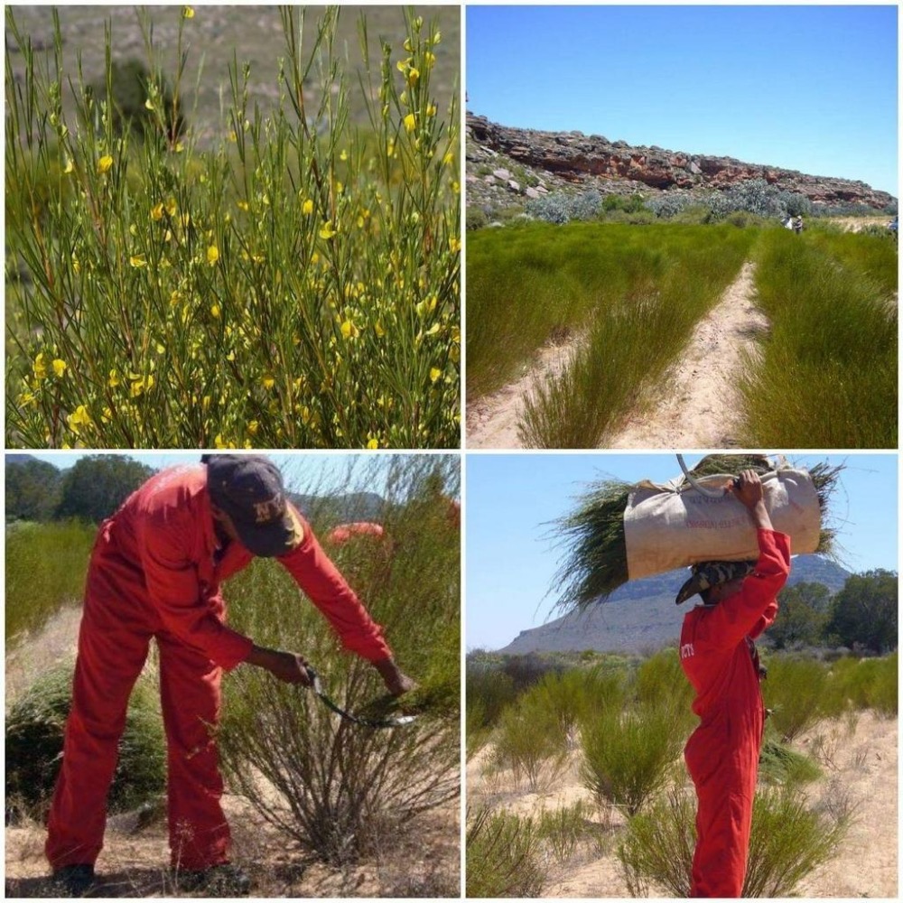 科伊桑 jungle 叢林系列 - 紅綠博士茶套組-細節圖8