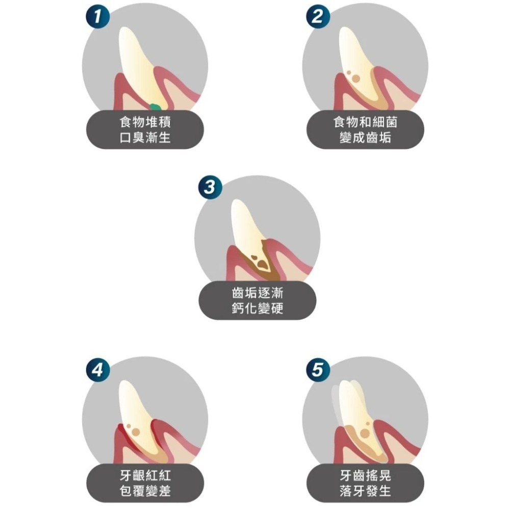 MORESON 木入森 貓咪固齒麗口滴劑30ml/罐 貓咪專用 口腔-細節圖6